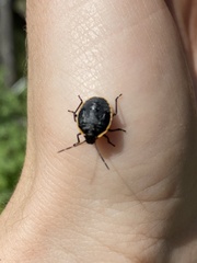 Holcostethus tristis