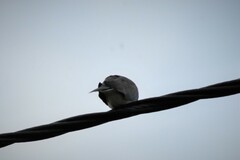 Streptopelia senegalensis