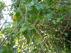 Urvillea