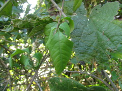 Urvillea