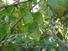 Urvillea