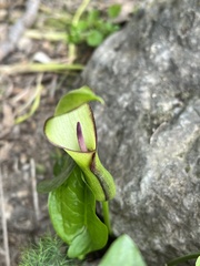 Arum hygrophilum
