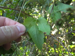 Urvillea