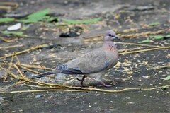 Streptopelia senegalensis