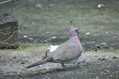 Streptopelia senegalensis