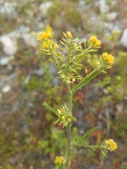 Rorippa hispida