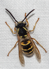 Vespula vulgaris
