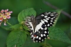 Papilio demoleus