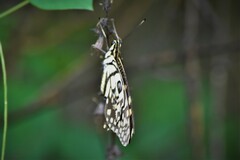 Papilio demoleus