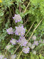 Ziziphora puschkinii