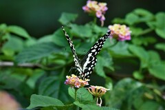 Papilio demoleus