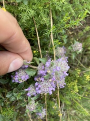 Ziziphora puschkinii