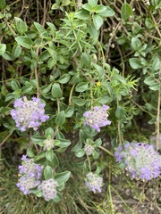 Ziziphora puschkinii