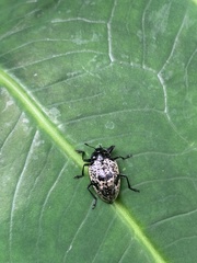 Cypherotylus elevatus