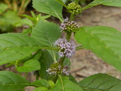 Mentha arvensis