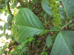 Piper corcovadensis