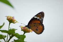 Danaus chrysippus