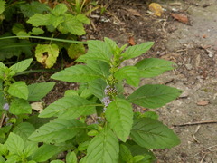 Mentha arvensis