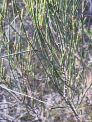 Allocasuarina distyla