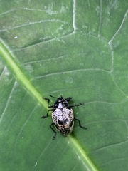 Cypherotylus elevatus