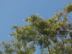 Piptadenia gonoacantha