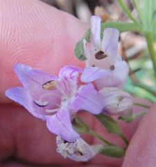 Penstemon inflatus