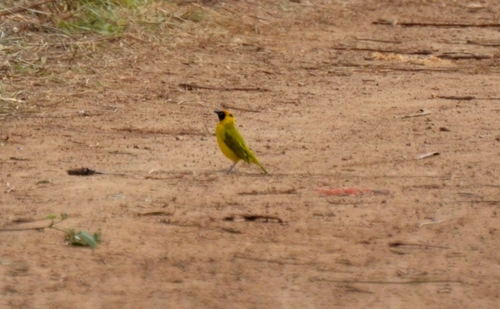 iNaturalist image