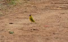 Ploceus bertrandi