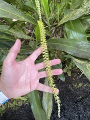 Dendrochilum