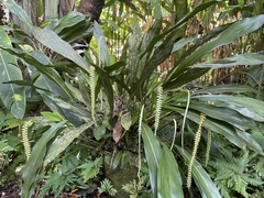 Dendrochilum