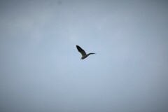 Nycticorax nycticorax