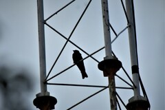 Dicrurus macrocercus