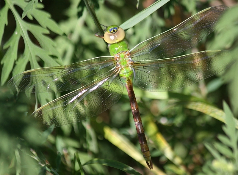 dragonfly by joebartok