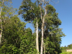 Piptadenia gonoacantha