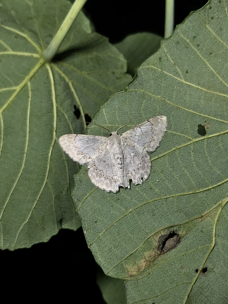 Pingasa chloroides