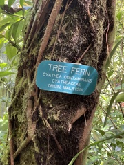 Sphaeropteris glauca