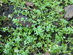 Callitriche cophocarpa