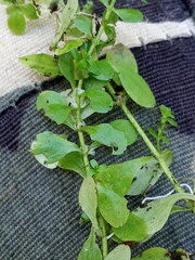 Callitriche cophocarpa