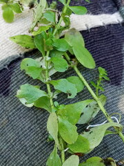 Callitriche cophocarpa