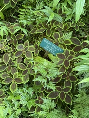 Pilea mollis