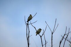 Psilopogon haemacephalus