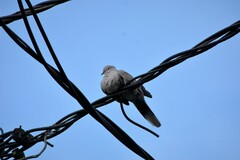 Streptopelia decaocto