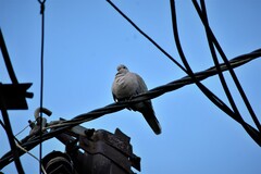 Streptopelia decaocto