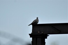 Streptopelia decaocto