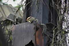 Funambulus pennantii
