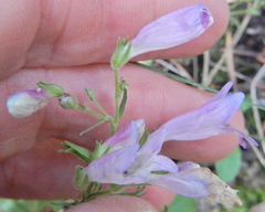 Penstemon inflatus
