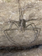 Hypochilus