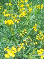 Tagetes lucida