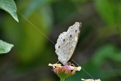 Junonia atlites