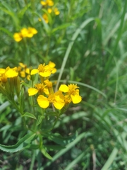 Tagetes lucida